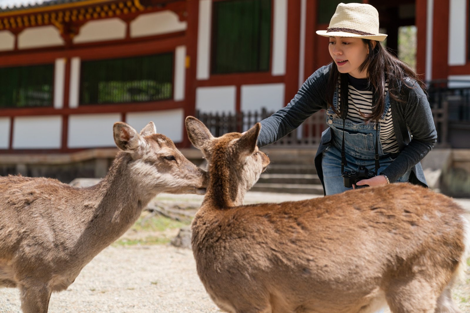 Asian Japanese female backpacker feeding deer at todaiji Buddhist temple in nara japan. she reaches her hand out trying to get the cute animalâs attention