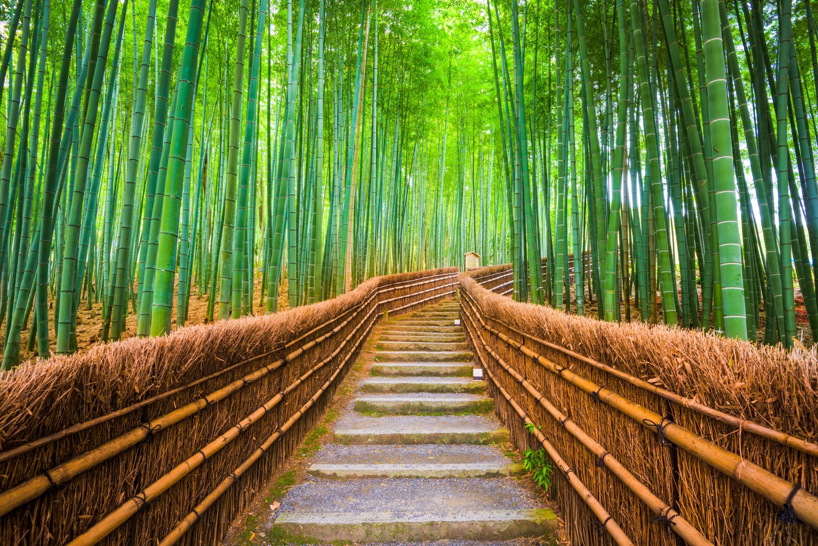 Kyoto, Japan in the bamboo forest.