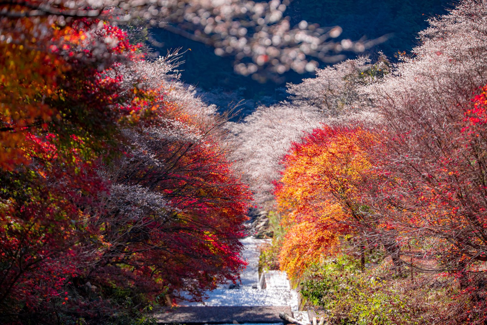 Red and yellow autumn trees under blue sky